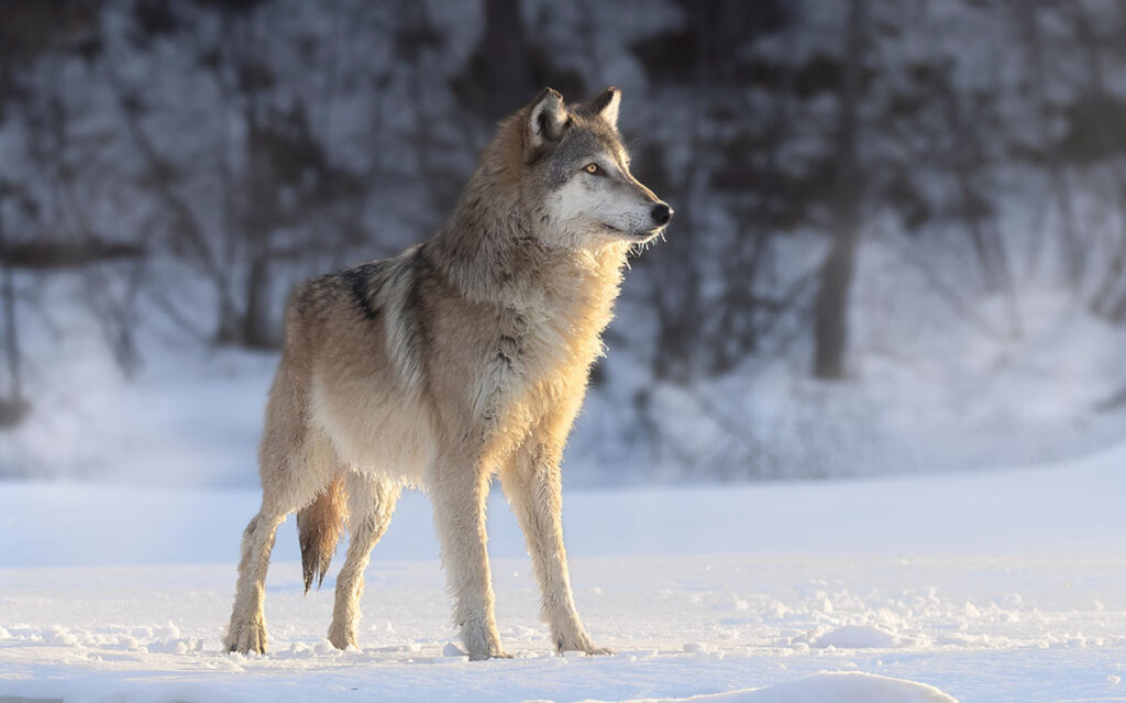 Wisconsin’s SoCalled Hunter Harassment Law Ruled Unconstitutional by